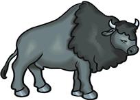 bison